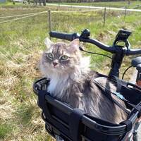 Sibirisk katt.  Micia