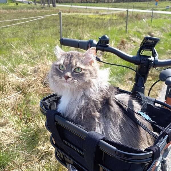 Katt - Sibirisk katt.  Micia