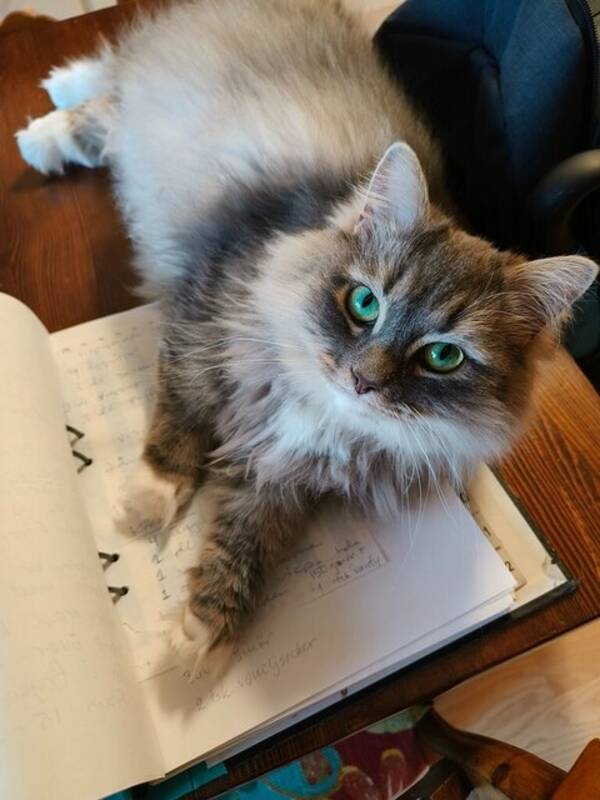 Katt - Sibirisk katt.  Micia