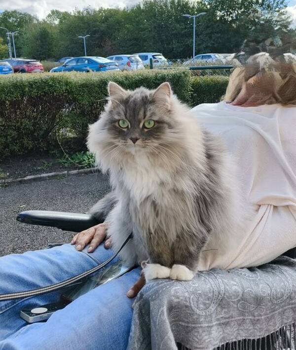 Katt - Sibirisk katt.  Micia
