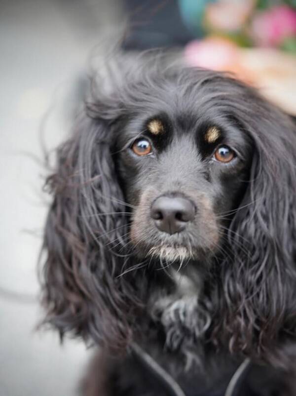 Hund - Bibbi