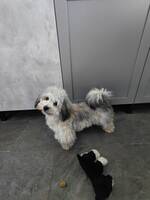 Bichon valp kan sitt och ligg