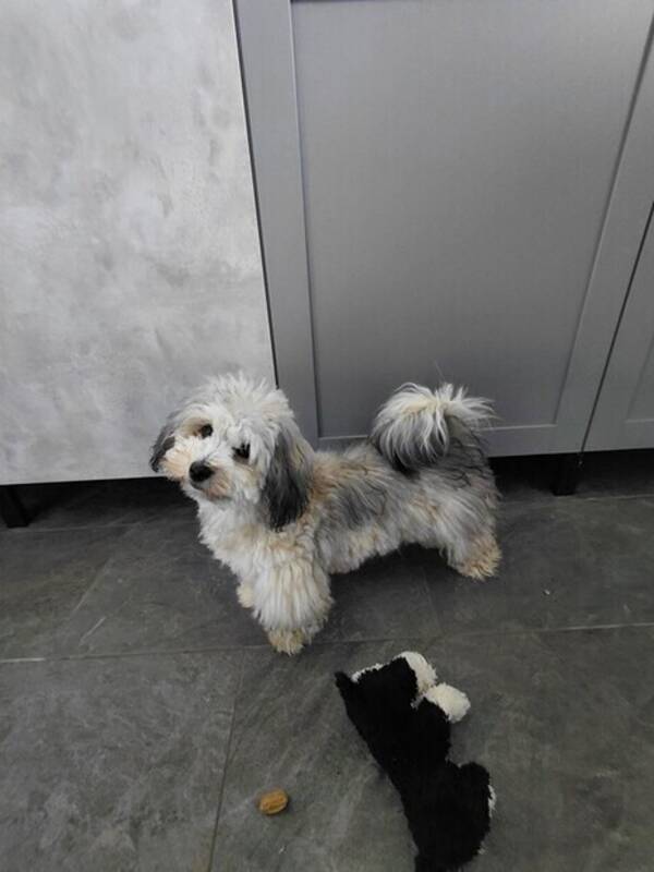 Hund - Bichon valp kan sitt och ligg