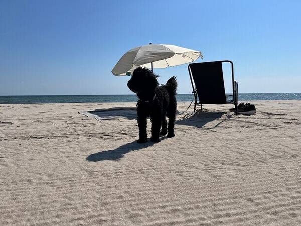 Hund - Maltipoo 