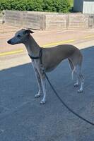 Whippeten Smulan