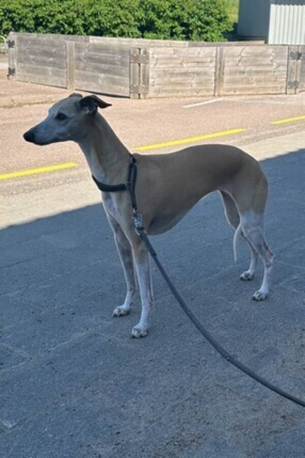 Hund - Whippeten Smulan Hund - Whippeten Smulan