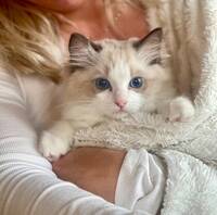 Kattunge