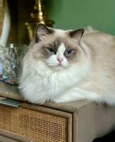 Ragdoll Tiffany