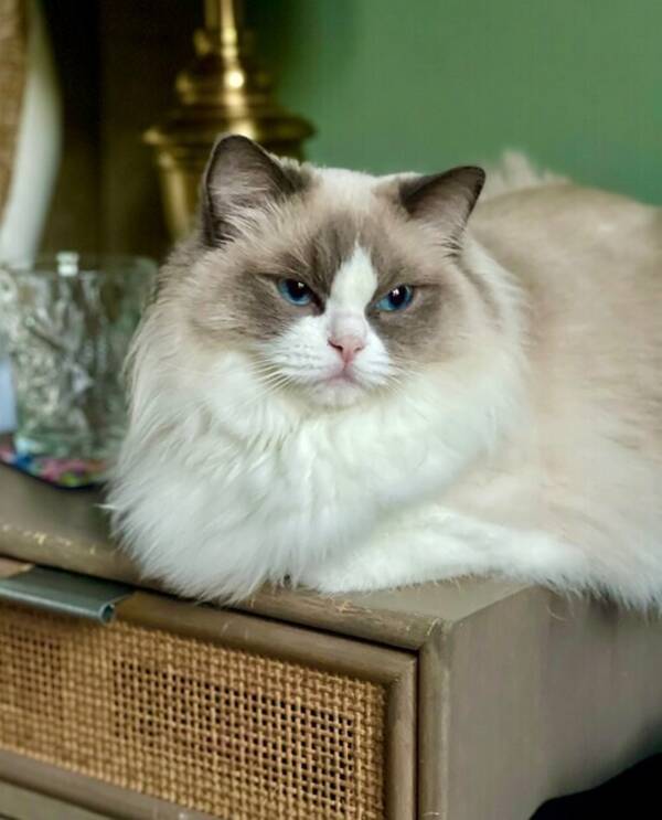 Katt - Ragdoll Tiffany  Katt - Ragdoll Tiffany