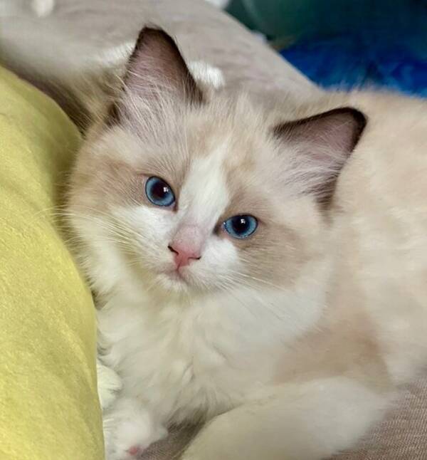 Katt - Kattunge Katt - Kattunge