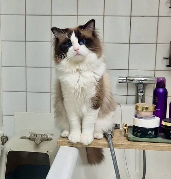 Katt - Ragdoll Tiffany  Katt - Ragdoll Tiffany