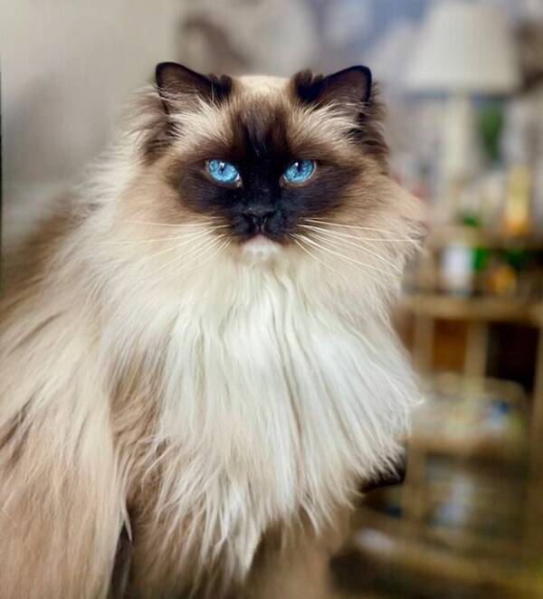 Katt - Ragdoll Tiffany  Katt - Ragdoll Tiffany