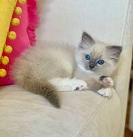 Ragdoll kattungar