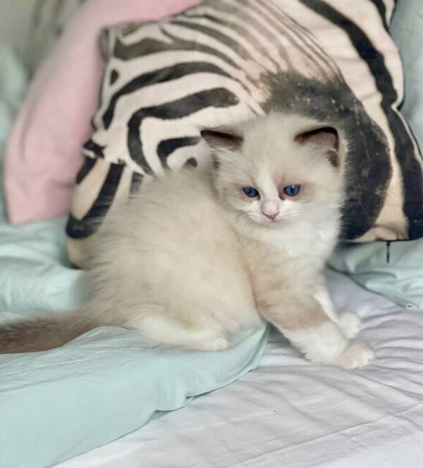 Katt - Ragdoll kattungar  Katt - Ragdoll kattungar