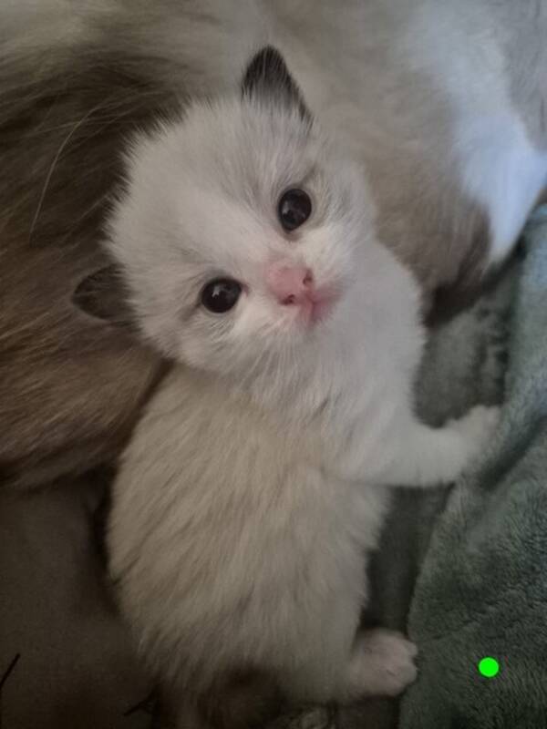 Katt - Ragdoll kattungar  Katt - Ragdoll kattungar