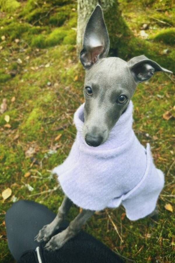 Hund - Nelson Hund - Nelson