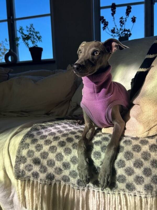 Hund - Nelson
