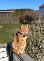 Katten Mango