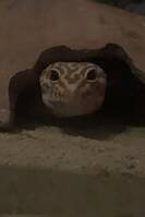 Leopard Gecko