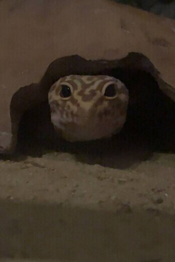 Annet - Leopard Gecko Annet - Leopard Gecko