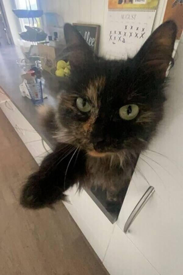 Katt - Skogskatt Katt - Skogskatt