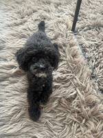 Charlie the cockerpoo
