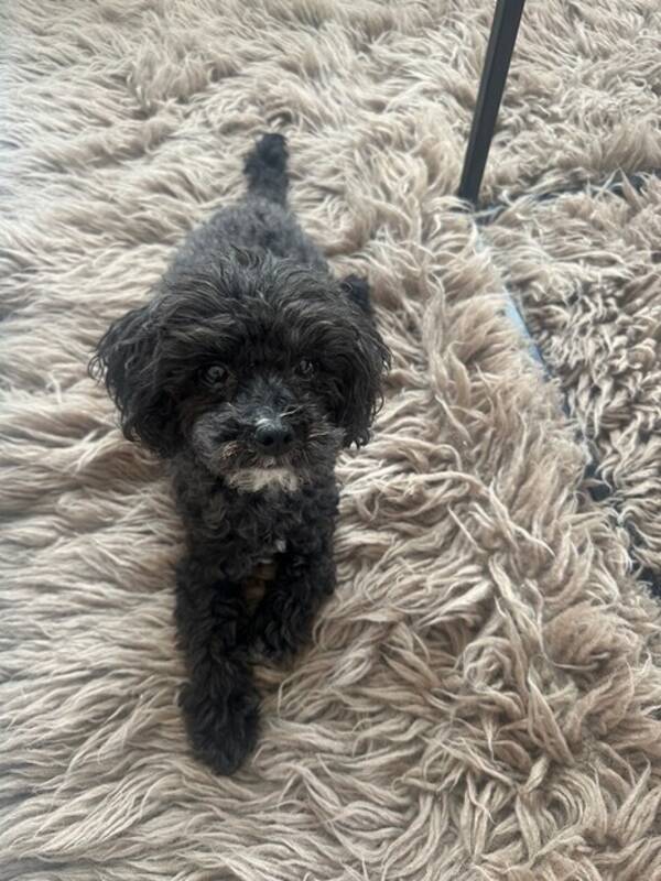 Hund - Charlie the cockerpoo Hund - Charlie the cockerpoo