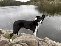 Border collie Flozz