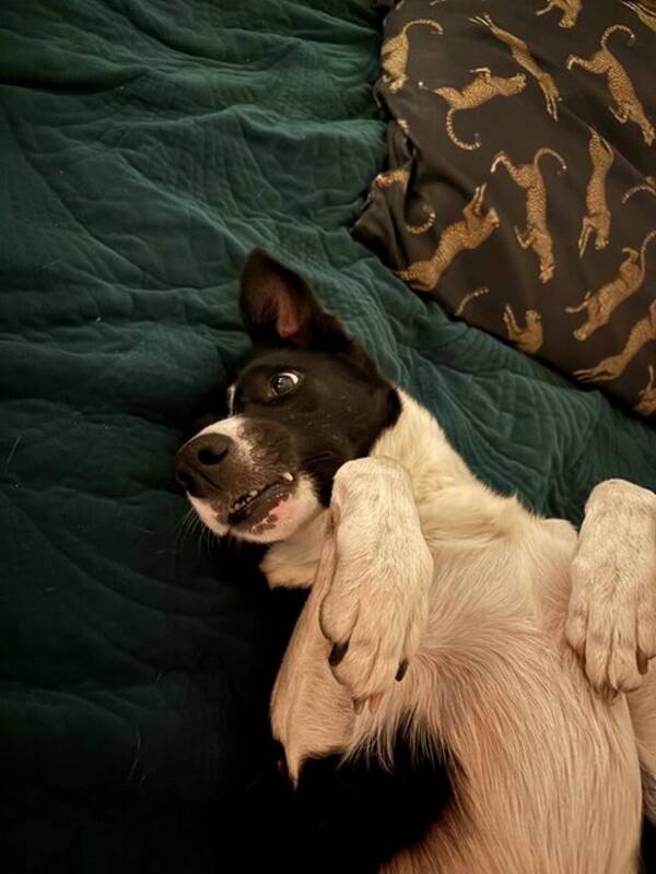 Hund - Border collie Flozz Hund - Border collie Flozz