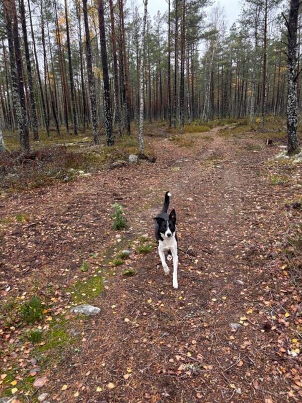 Hund - Border collie Flozz Hund - Border collie Flozz
