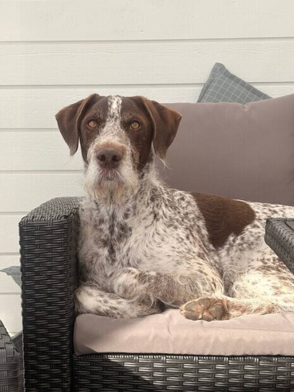 Hund - Mellomstor hund