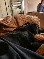 Labradoren Ester
