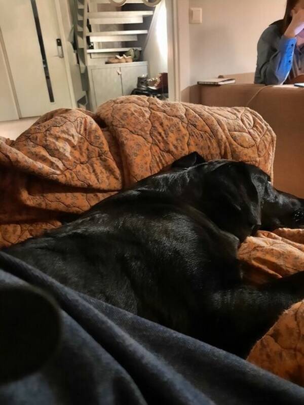Hund - Labradoren Ester