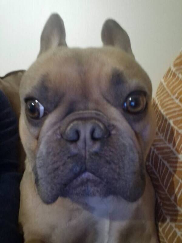 Hund - Tjockis Emil Hund - Tjockis Emil