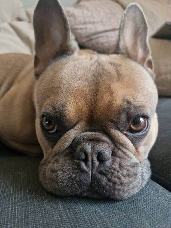 Hund - Tjockis Emil