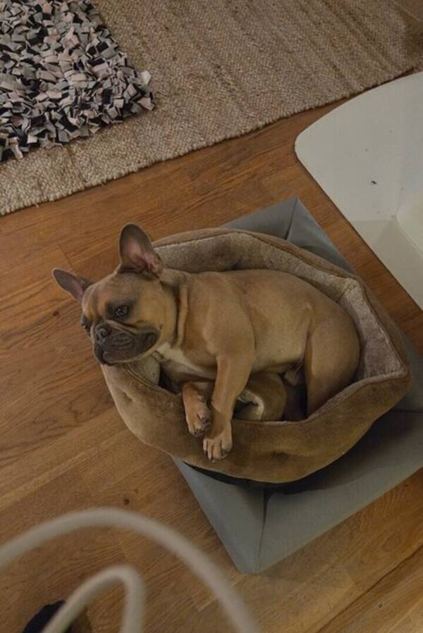 Hund - Tjockis Emil