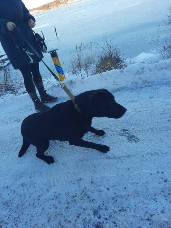 Hund - Labradoren Ester