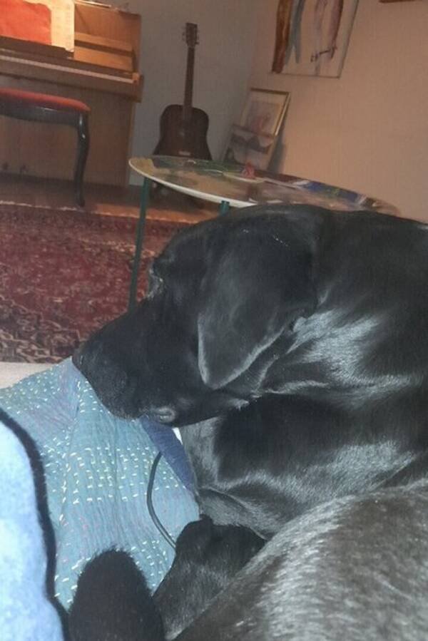 Hund - Labradoren Ester Hund - Labradoren Ester