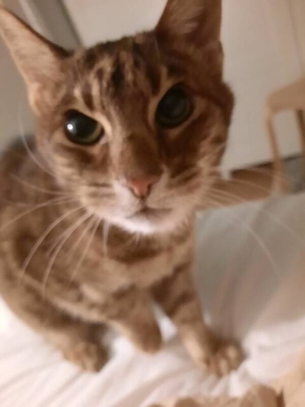 Katt - Fransson Katt - Fransson