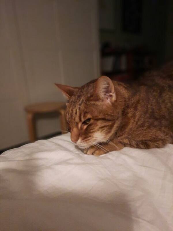 Katt - Fransson