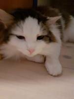 Ragdoll katten Lurvas