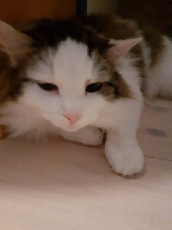Katt - Ragdoll katten Lurvas Katt - Ragdoll katten Lurvas
