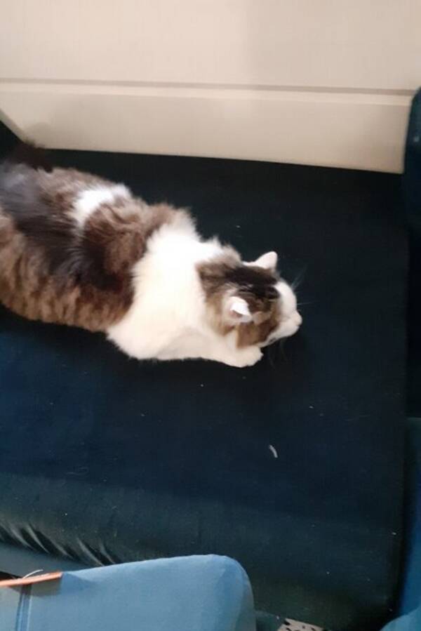 Katt - Ragdoll katten Lurvas Katt - Ragdoll katten Lurvas