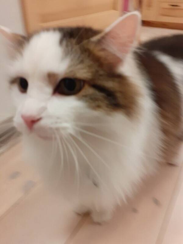 Katt - Ragdoll katten Lurvas Katt - Ragdoll katten Lurvas