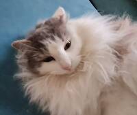 Ragdoll katten Rosa