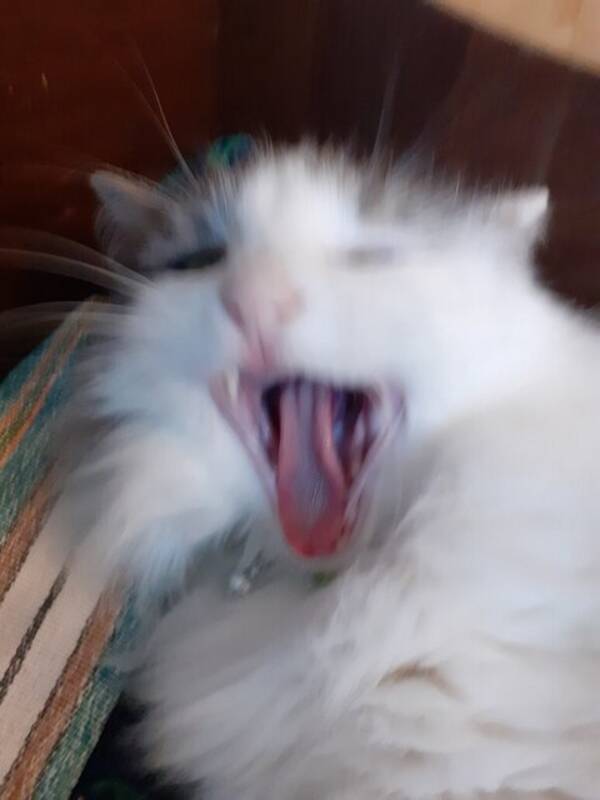 Katt - Ragdoll katten Rosa