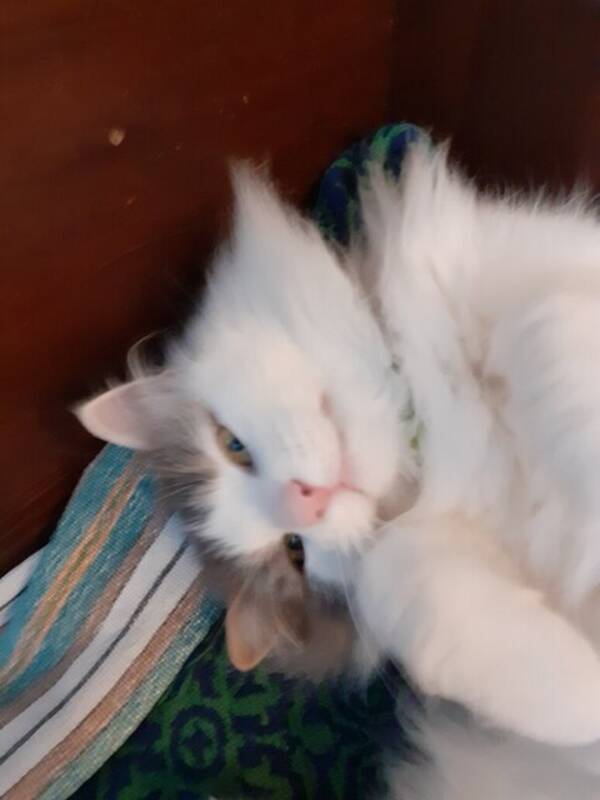 Katt - Ragdoll katten Rosa Katt - Ragdoll katten Rosa