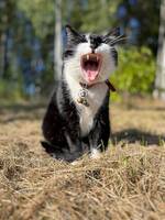 Katten Zlatan