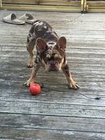 Fransk bulldog