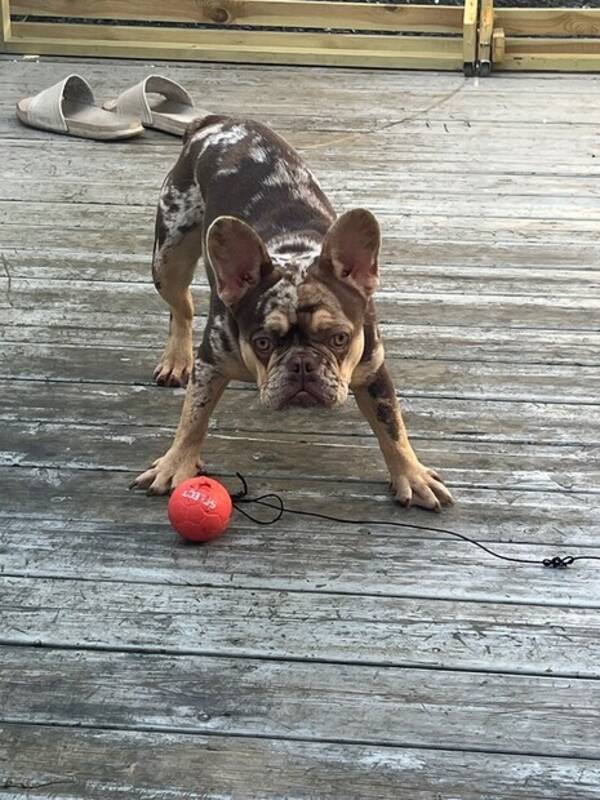 Hund - Fransk bulldog  Hund - Fransk bulldog